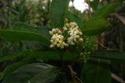 <strong>Morinda forsteri - Birnbaum Philippe - 1426</strong><br />© Ramon, Laurence